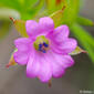 Bico-de-pomba // Cut-leaved Cranesbill (Geranium dissectum)