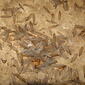 Rhinotermitidae subterranean termite? winged alate DSCF7210
