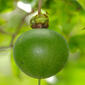 Snuff Box Tree (Oncoba spinosa) fruit