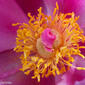 Rosa-albardeira // Broteroi Peony (Paeonia broteri)