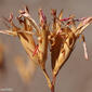 Cravinho (Dianthus lusitanus)