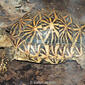 Tartaruga-estrelada-indiana // Indian star tortoise (Geochelone elegans)