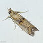 Borboleta Noturna // Moth (Psorosa dahliella)