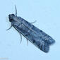 Borboleta Noturna // Moth - ID, please
