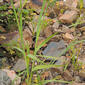 Espadana-dos-montes // Wild Gladiolus (Gladiolus illyricus)