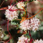 Cuscuta (Cuscuta planiflora)