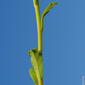 Morganheira-das-praias // Geraldton Carnation Weed (Euphorbia terracina)