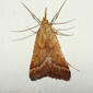 Borboleta Noturna // Moth (Synaphe punctalis)