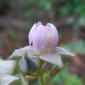 Molucca Bramble flower bud