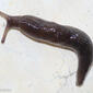 Lesma // Slug (Deroceras nitidum)
