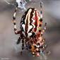 Tecedeira-acuminada-mediterrânica // Spider (Aculepeira armida)