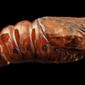 southern armyworm, pupae, side_2014-06-04-21.10.13 ZS PMax