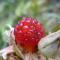 Molucca Bramble fruit