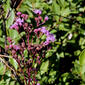 Vanillaleaf (Carphephorus odoratissimus)