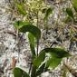 Licania michauxii; Gopher apple