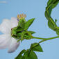 Roseira-de-pés-glandulosos (Rosa pouzinii)