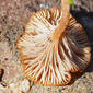 Cogumelo // Mushroom (Contumyces vesuvianus)