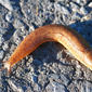 Lesma // Slug (Testacella maugei)
