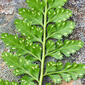 Fentilho // Lanceolate Spleenwort (Asplenium billotii)