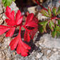 Erva-de-são-roberto (Geranium purpureum)