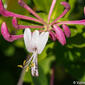 Madressilva-caprina // Etruscan Honeysuckle (Lonicera etrusca)