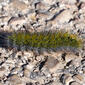 Lagarta // Caterpillar (Helianthocampa herculeana)