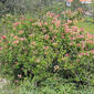 Madressilva-caprina // Etruscan Honeysuckle (Lonicera etrusca)