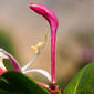 Madressilva-caprina // Etruscan Honeysuckle (Lonicera etrusca)