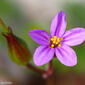 Erva-de-são-roberto (Geranium purpureum)