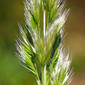 Echinochloa oryzoides