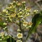 Licania michauxii; Gopher apple