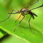 Woodland Mosquito