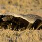 Honey badger (Mellivora capensis)