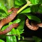 Brown tree snake (Boiga irregularis)