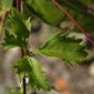 Cissus trifoliata; Marinevine
