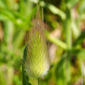 Rabo-de-lebre // Harestail Grass (Lagurus ovatus)