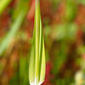 Phalaris sp.