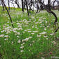 Alho-bravo; Alho-de-marrocos (Allium massaessylum)