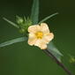 ecosystem/flora/Common Wire Weed (Sida acuta)