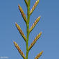 Azevém-italiano // Perennial  Ryegrass (Lolium perenne)