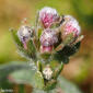 Cinoglossa-de-flor-fechada (Cynoglossum clandestinum)