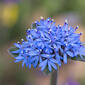 Brunonia australis, blue pincushion