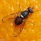 Mosca // Olive Fruit Fly (Bactrocera oleae)