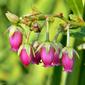 Lyonia lucida (Fetterbush)