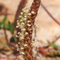 Corno-de-veado; Diabelha // Buckshorn Plantain (Plantago coronopus)