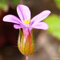 Erva-de-são-roberto (Geranium purpureum)