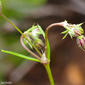 Sapinho-roxo-das-areias // Red Sandspurry (Spergularia rubra)