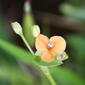 ecosystem/flora/Changing Color Dewflower(Murdannia versicolor)