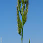 Echinochloa oryzoides