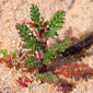 Erodium aethiopicum subsp. pilosum